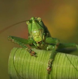 Create meme: grasshopper, eyes grasshopper photo, grasshopper portrait