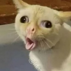 Create meme: coughing cat meme, cat meme, funny cats