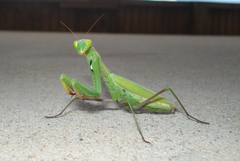 Create meme: insect mantis, mantis mantis, mantis 