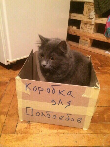 Create meme: cat in box , cat in a cardboard box, funny cat in a box