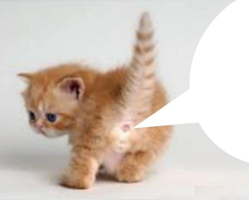 Create meme: kitten's tail, kitten redhead, cat 
