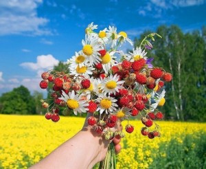 Создать мем: мем лето, открытки ромашки, лето ягоды