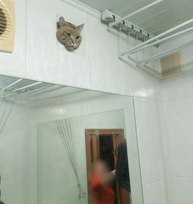 Create meme: cat , cat , hotel for cats