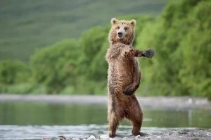 Create meme: bear, animals, dancing bears