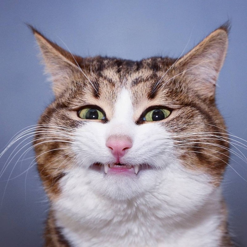 Создать мем: кот смешной, смеющийся кот, ржущий кот