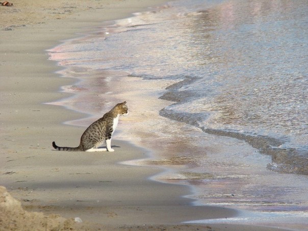 Create meme: cat on the beach, cats at sea, the cat on the shore