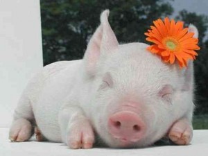 Create meme: Mr positive, the pig took a selfie, pozitivchik for friends
