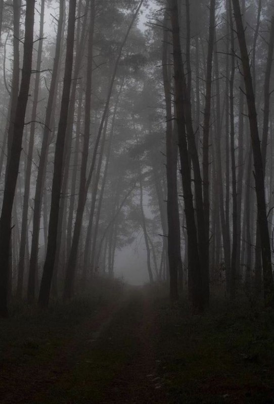 Create meme: fog in the forest, misty forest, forest misty