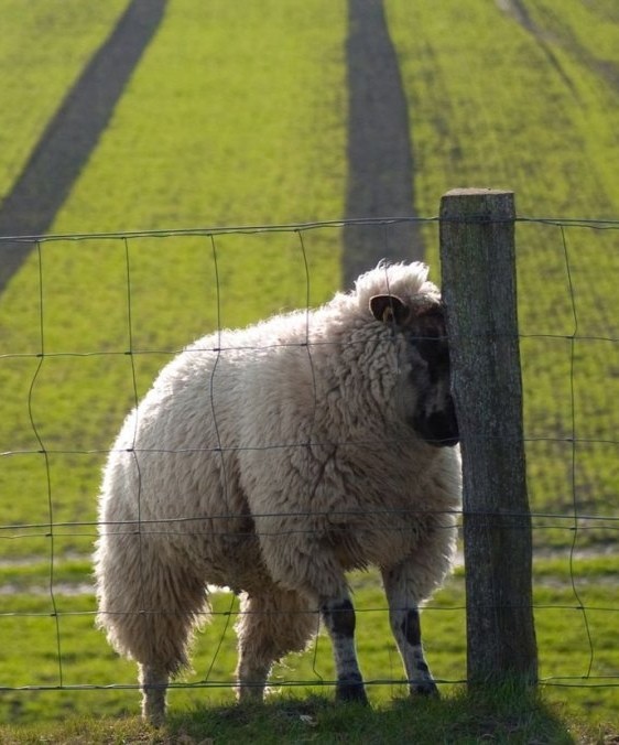 Create meme: a hard-nosed sheep, sheep , breeds of sheep 