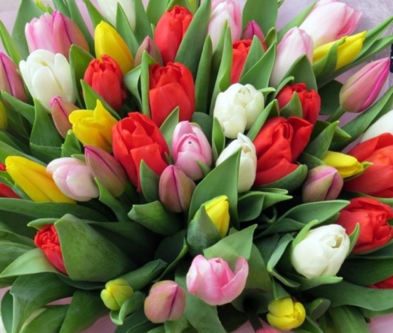 Create meme: tulips, beautiful tulips, tulips mix
