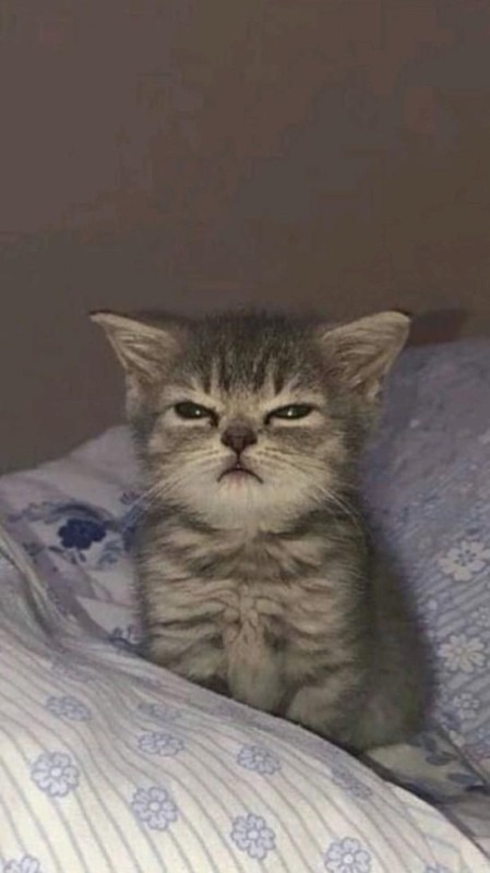 Create meme: cute cats funny, cat , sleepy kitten
