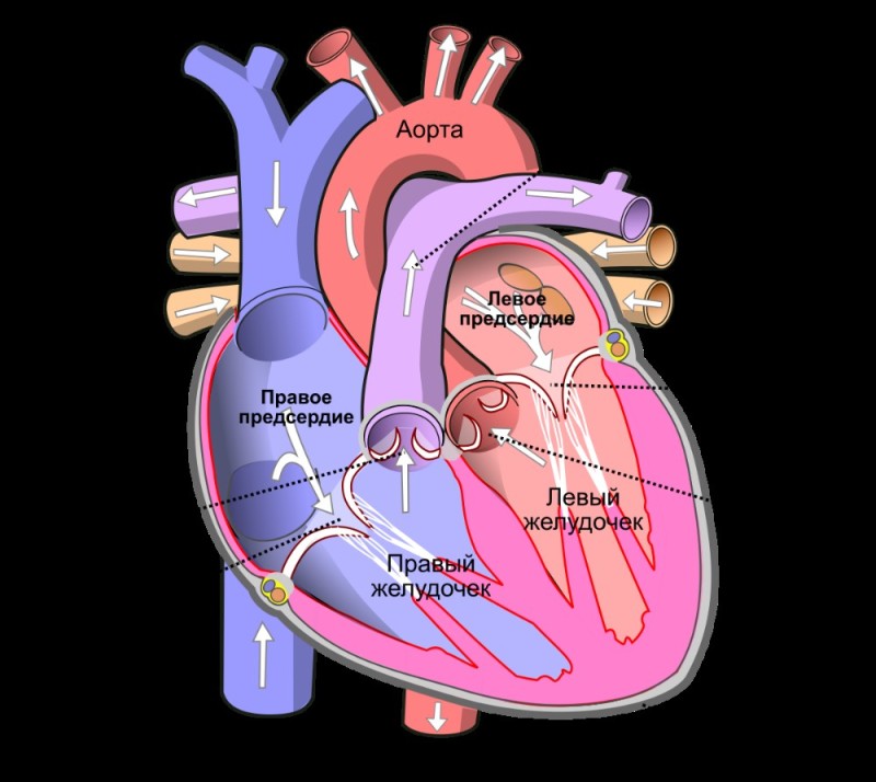 Create meme: right atrium of the heart, right atrium, left atrium