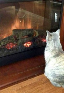 Create meme: cat, cat by the fireplace