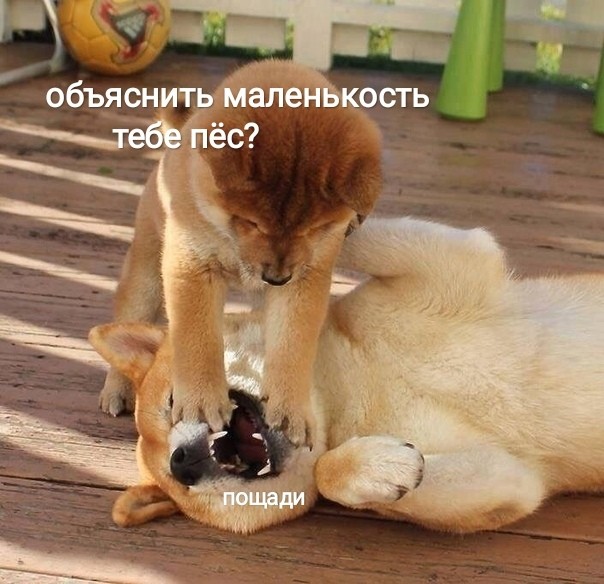 Create meme: Shiba inu Akita inu, shiba inu puppy, cute animals