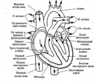 Создать мем: части сердца, сердце схема строения анатомия, внутреннее строение сердца