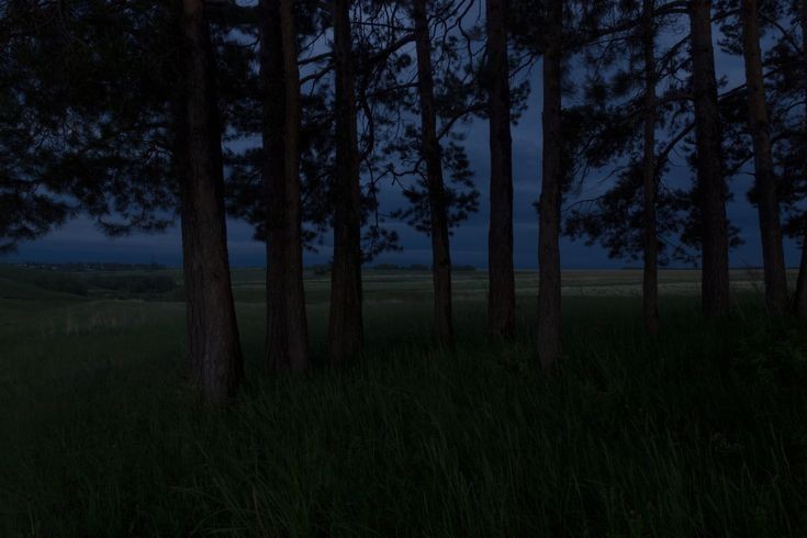 Create meme: a clearing in the forest at night, Background forest night, night forest 