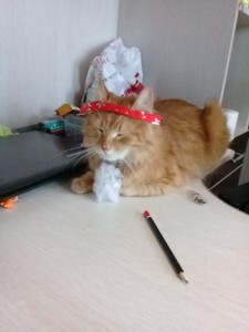 Создать мем: смешные коты, кошки, котик