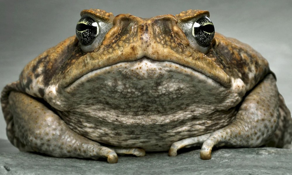 Create meme: toad frog, toads, The poisonous toad