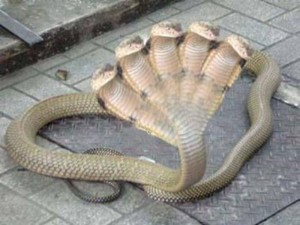 Create meme: snake king Cobra, snake, dangerous snakes