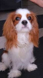 Create meme: the cavalier king Charles, king Charles Spaniel, the cavalier king Charles Spaniel