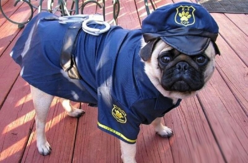 Create meme: a dog in a police uniform, American pug, a pug in a police uniform