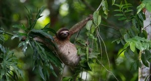 Создать мем: ошейниковый ленивец, ленивец в амазонии, трёхпалые ленивцы