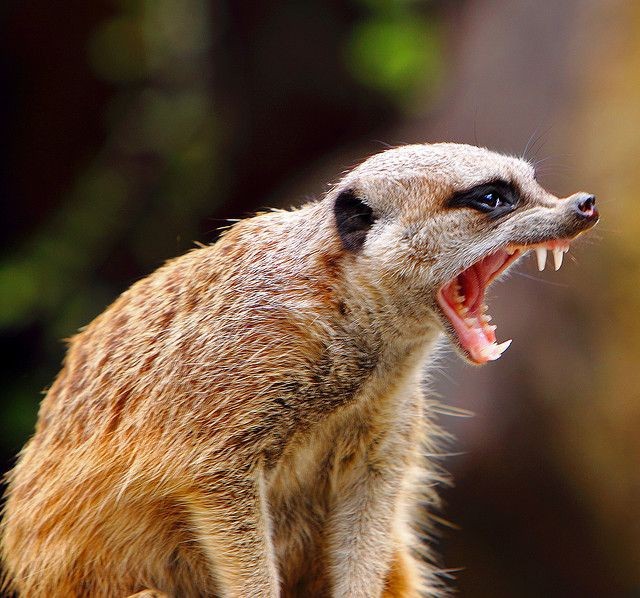 Create meme: mongoose and meerkat, meerkat , angry meerkat