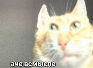 Создать мем: мемы с котами, кот, Кошка