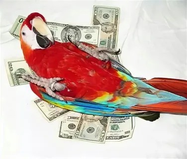 Create meme: macaw parrots, money pelican simoron, macaw red parrot