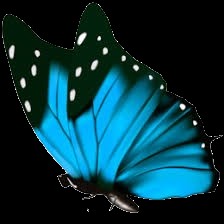 Создать мем: бабочка синяя сидит, бабочка синяя 3d, голубая бабочка