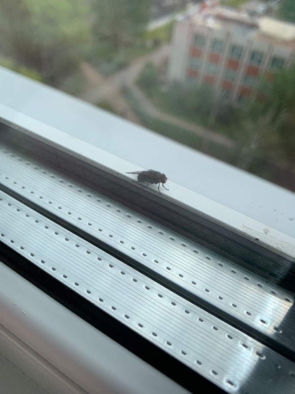 Create meme: insect, window , fly on the window