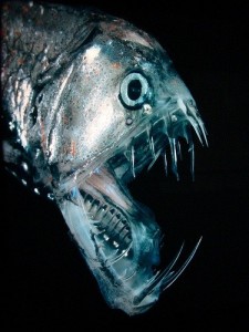 Создать мем: рыба хаулиод, глубинные рыбы, глубоководные животные