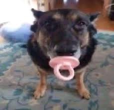 Create meme: a dog with a pacifier, dog , dog with a pacifier