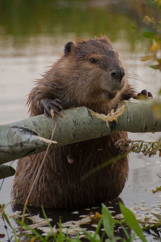 Create meme: beaver , beavers, Bobr common