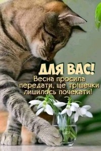 Create meme: cat spring, I want spring and flowers, postcard spring