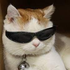 Create meme: cat with sunglasses meme, cat in sunglasses, cat with black glasses