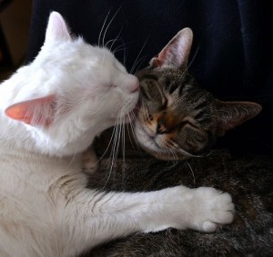 Создать мем: кот облизывает кошку, целующиеся коты, обнимающиеся котики