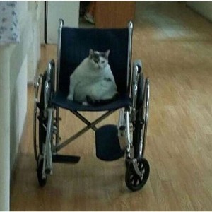 Создать мем: инвалидная коляска, егор летов, кот в инвалидном кресле