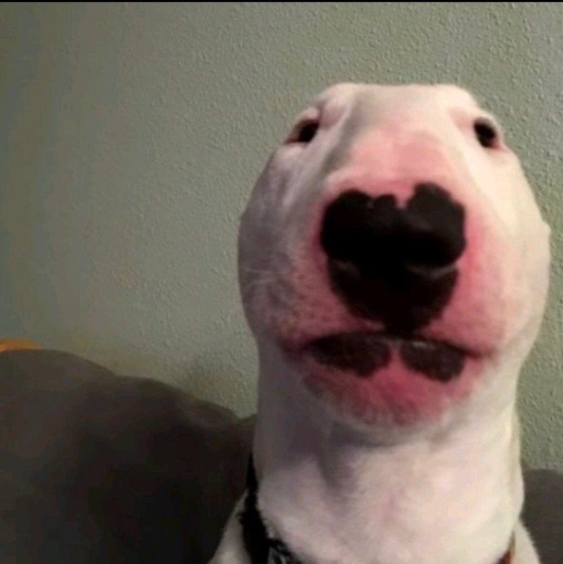 Create meme: walter dog, dog , know your meme 