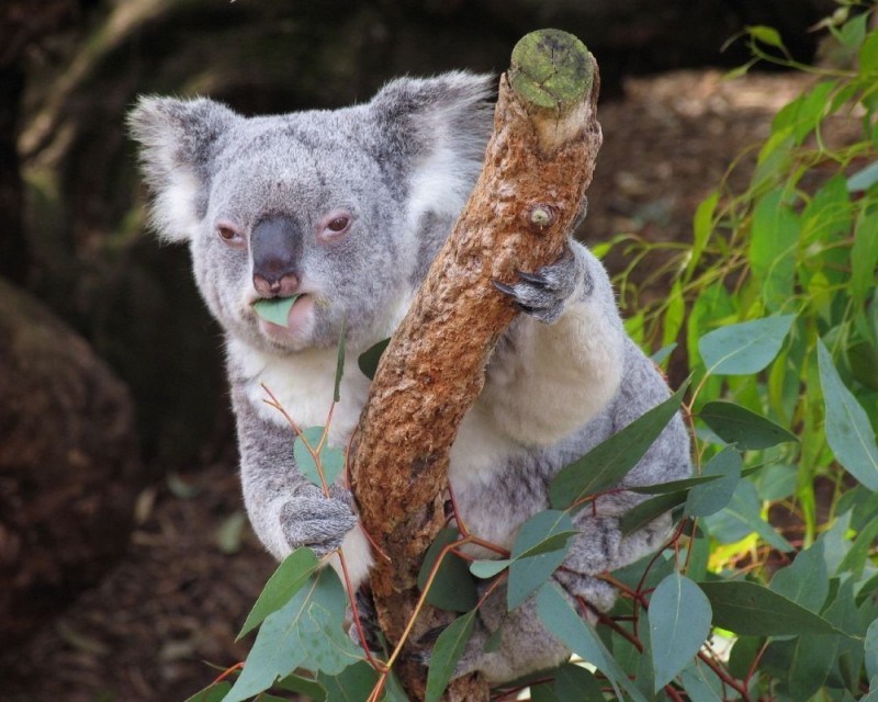 Create meme: wet Koala original, tiger koala, wet kuala