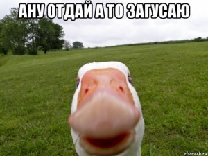 Create meme: goose, stoned a goose, carbon monoxide is a picture of a goose