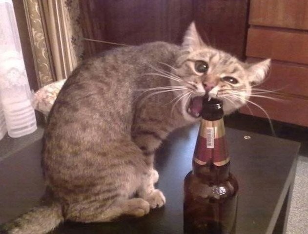 Создать мем: кот с пивом, кот алкоголик, кот
