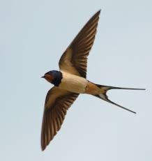 Create meme: a swallow flies, Swallow, barn swallow