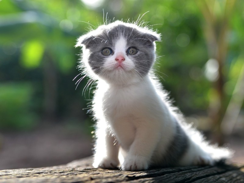 Create meme: kittens are very cute, cute kitties, cute cats 