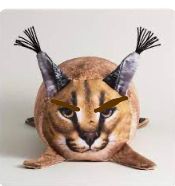 Create meme: the cat caracal, cat caracal slap, slap caracal