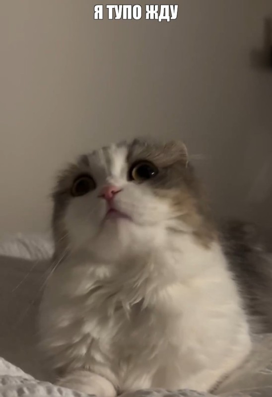 Create meme: Scottish fold , cat , cat 