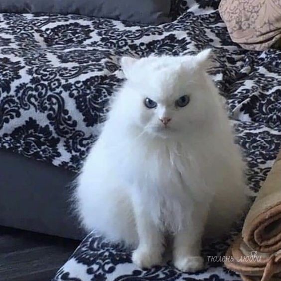 Создать мем: кошка пушистая, пушистый кот, белая кошка