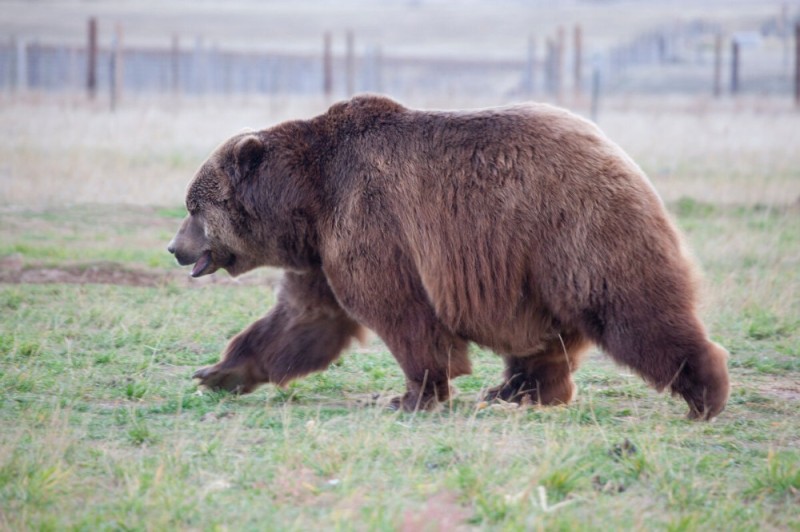 Create meme: grizzly bears, big brown bear, north america grizzly bear