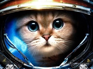 Create meme: cat Japan, funny space, in space