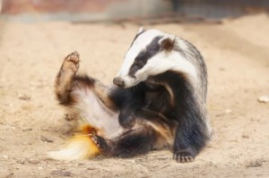 Create meme: badger, One hundred eleven